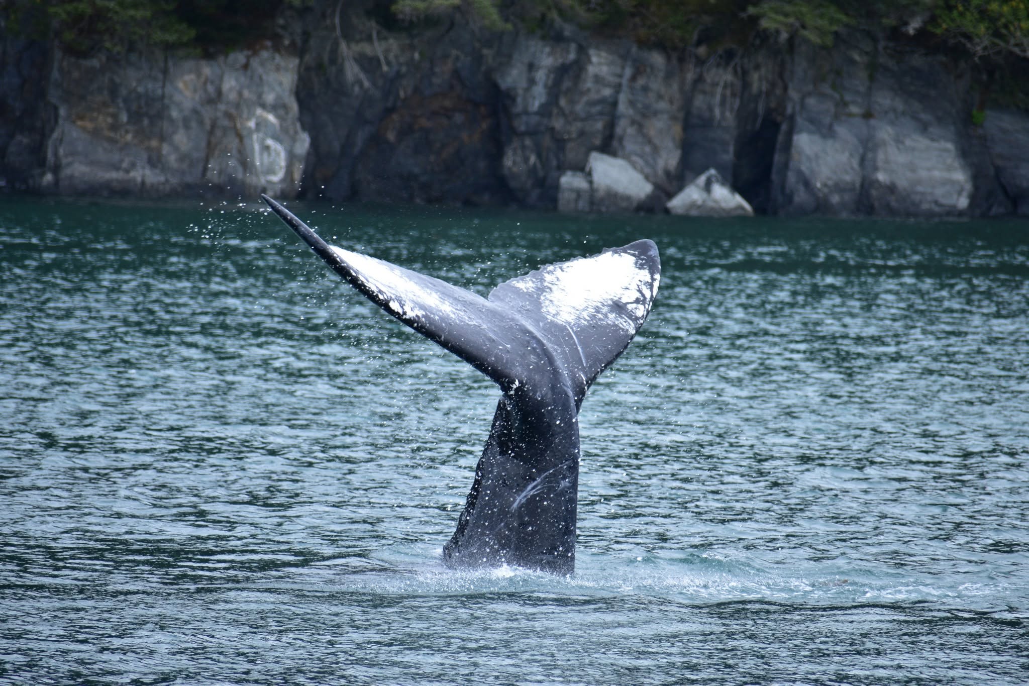 Queue de baleine observée en Alaska
