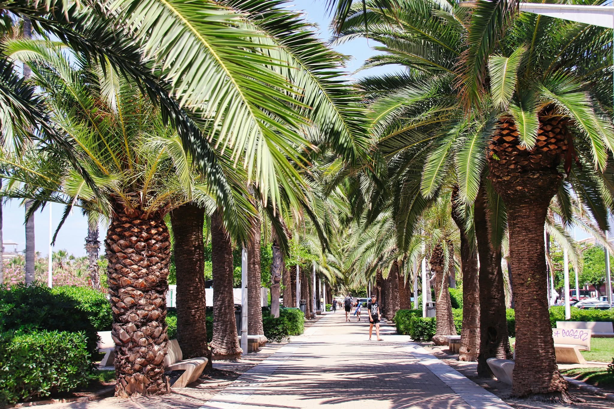 Promenade bordée de palmiers à Valence
