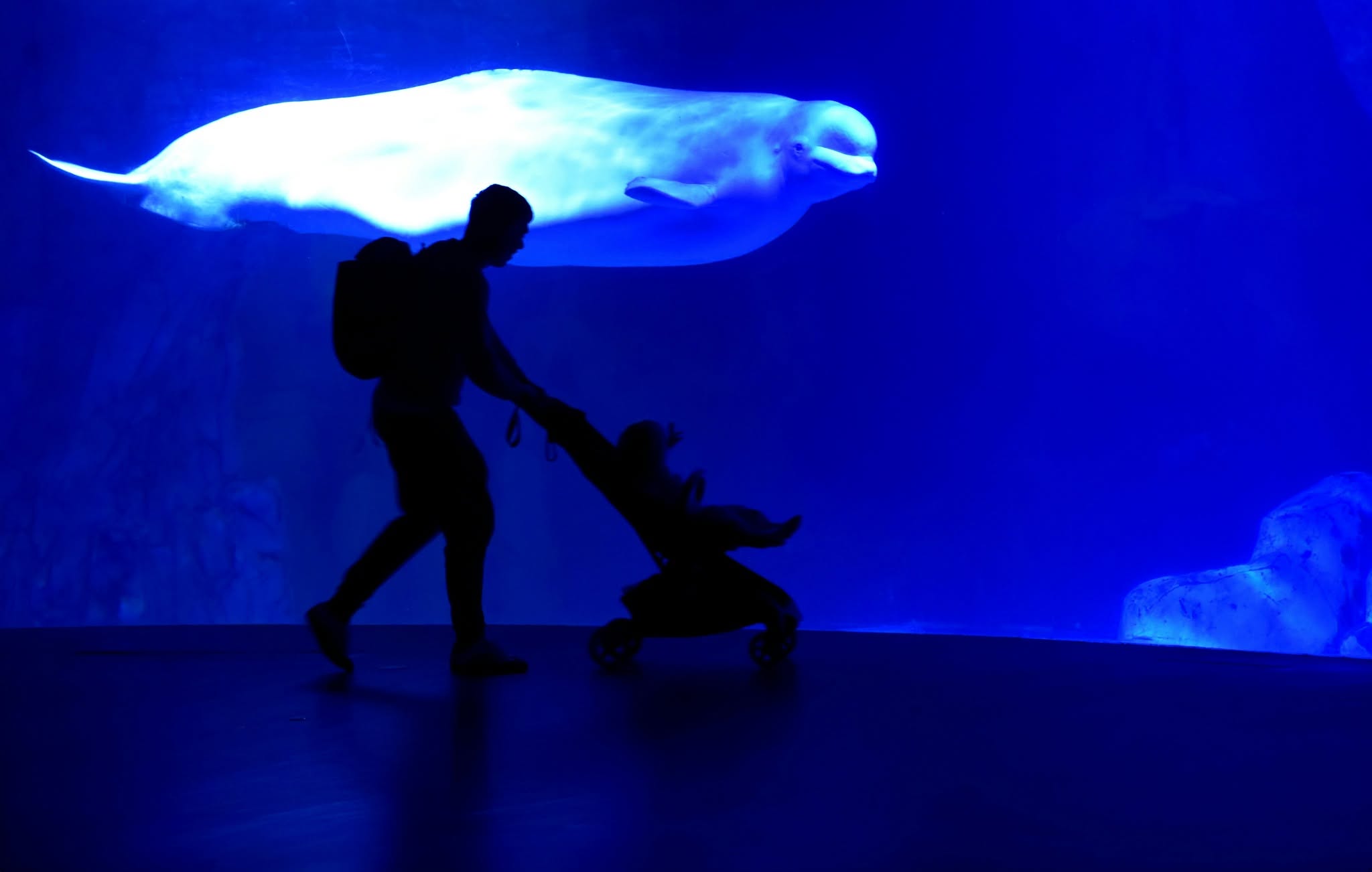 Béluga à l'Oceanogràfic de Valence