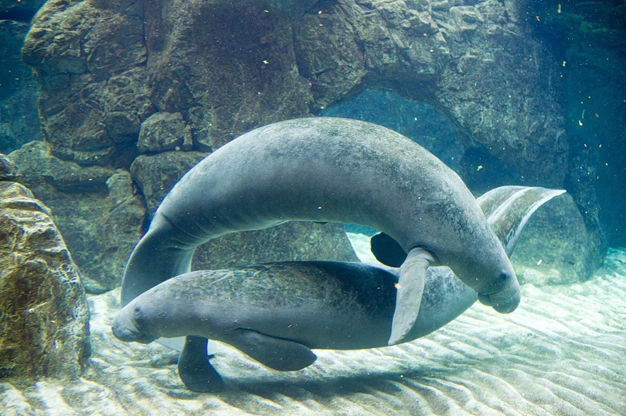 Aquarium de Gênes