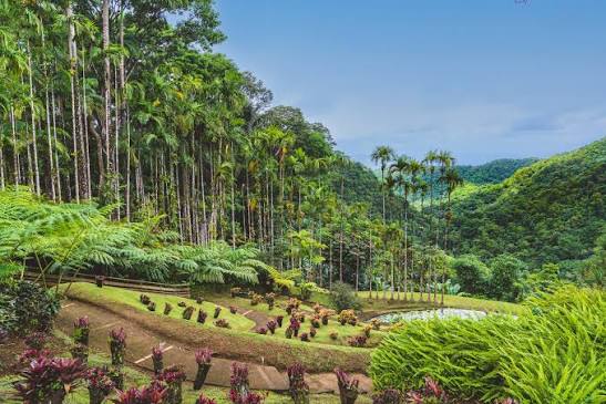 Jardin de Balata en Martinique